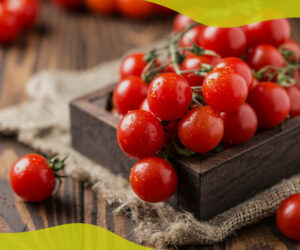 How to sow tomato seeds in pots