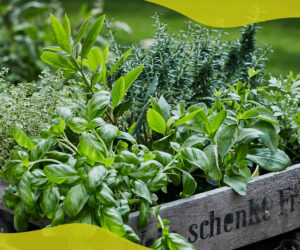 What herbs are good to plant in autumn?