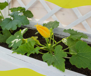 How to grow courgettes