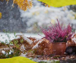 Watering plants in winter