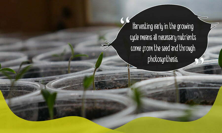 Germinating seeds