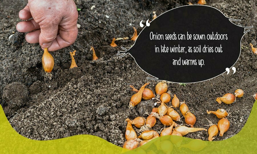 Onion seeds being sown in dry winter soil