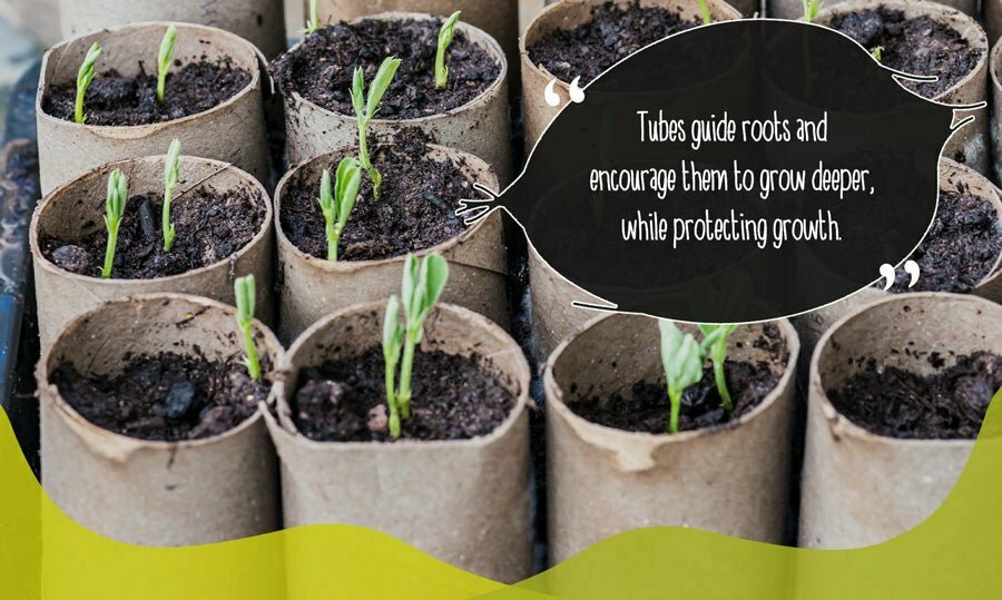 Seeds planted in cardboard toilet roll tubes