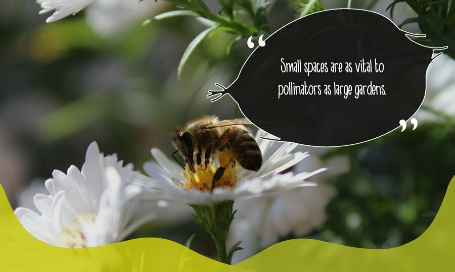 Bee pollinating flower in window box