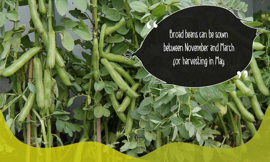 Broad beans sown in garden soil during winter that are ready to harvest in Spring