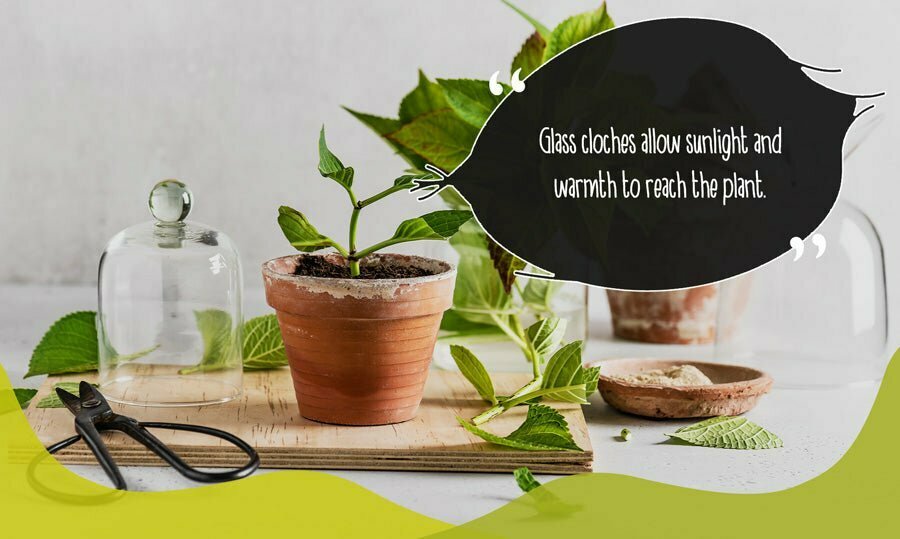 Glass cloches and bell jars which allow natural sunlight and consistent warmth to reach the plant while still offering proper care and protection from winter weather