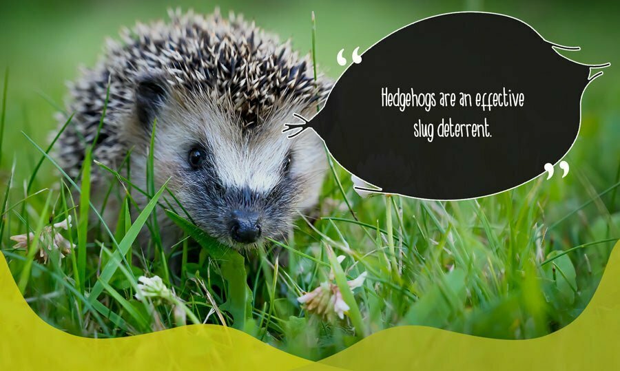 Hedgehog in garden burrowing under leaves on soil