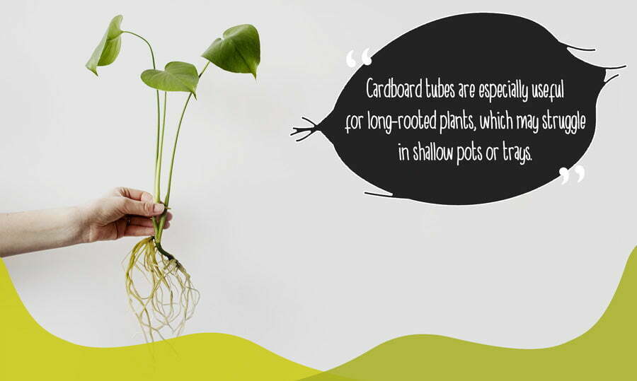Plant with long roots which may struggle to grow without toilet roll tubes