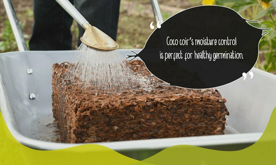 Block of coco coir being rehydrated