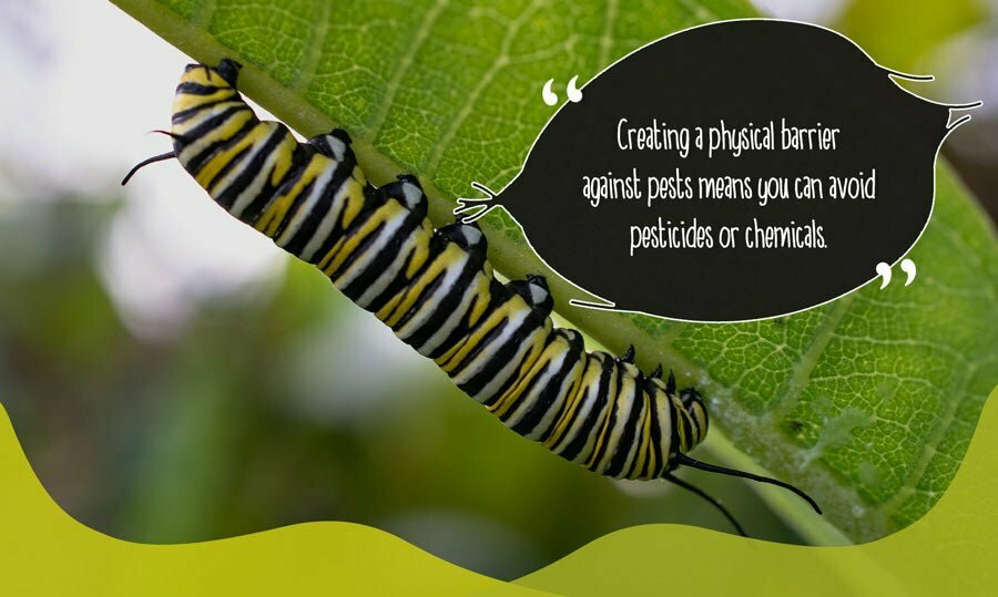 Caterpillar pest crawling on garden plant leaf
