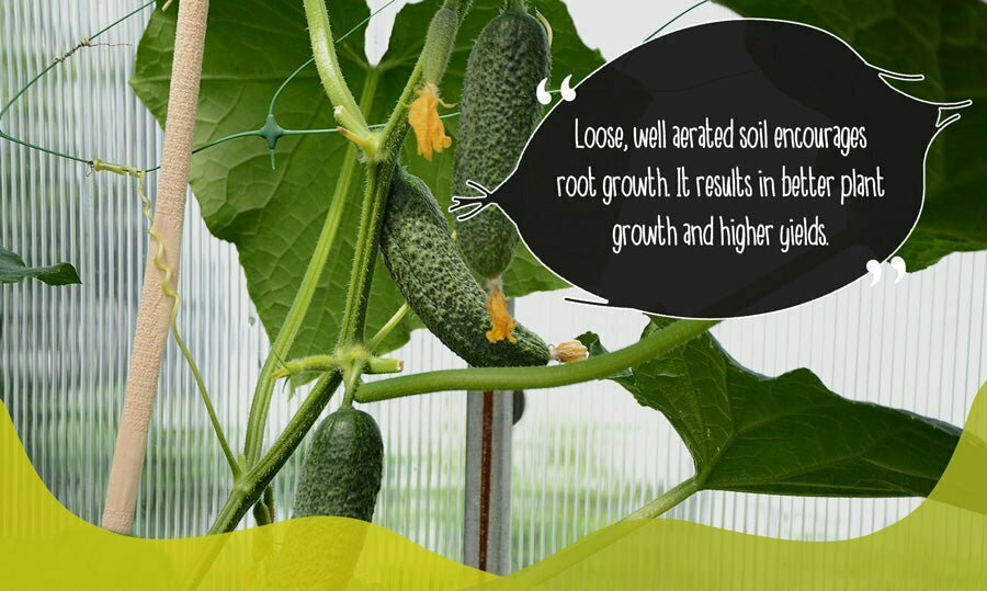 Cucumbers growing on vine in garden