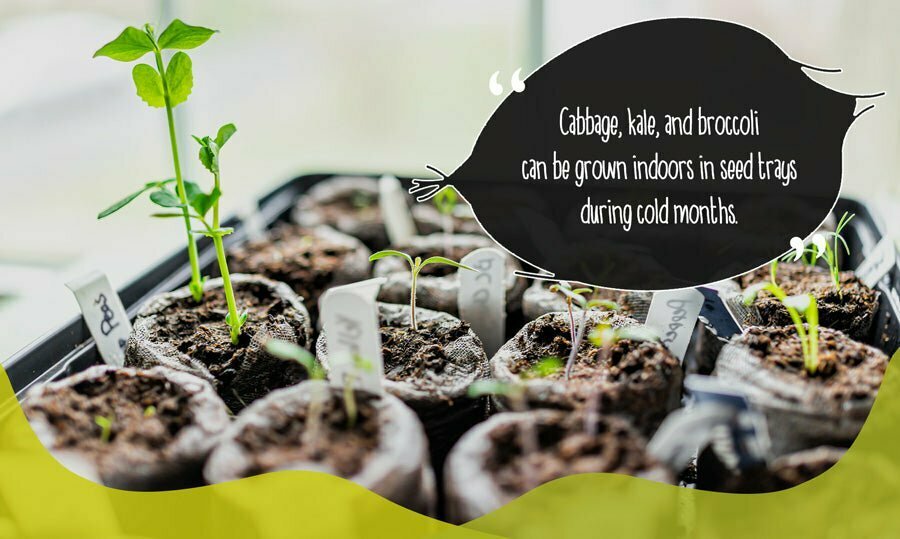 Young seedlings growing indoors in seed starters on a seed tray during cold winter months