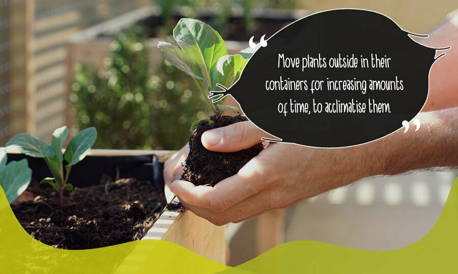 Young plant being transplanted into a garden bed