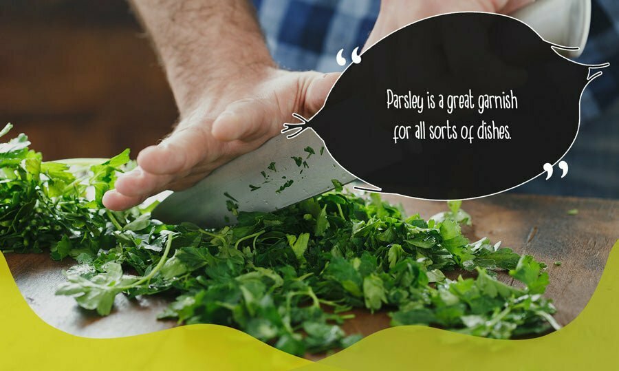 Parsley herb grown indoors during autumn being chopped and prepared in a kitchen