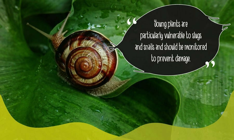 Snail on plant leaves