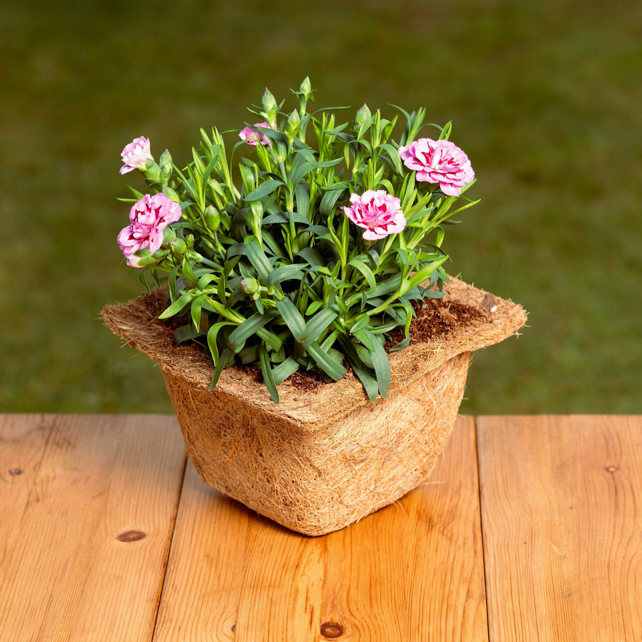Biodegradable Coir Plant Pots (Square)