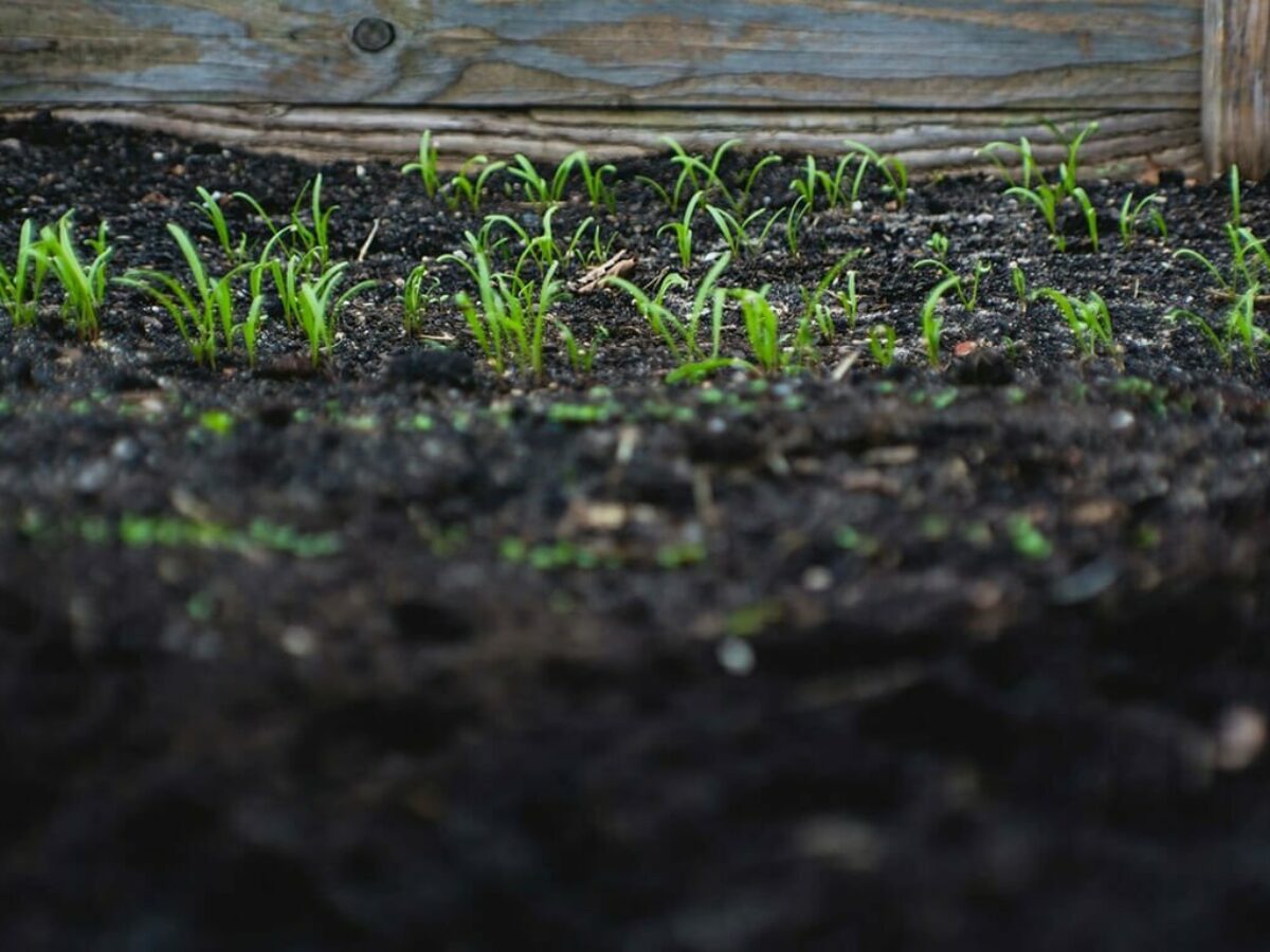 Peat moss: Growing benefits, uses, and comparison to Coco Coir