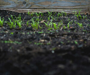 Differences Between Coco Coir Peat and Sphagnum Peat Moss