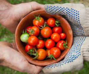 Get Veg Growing
