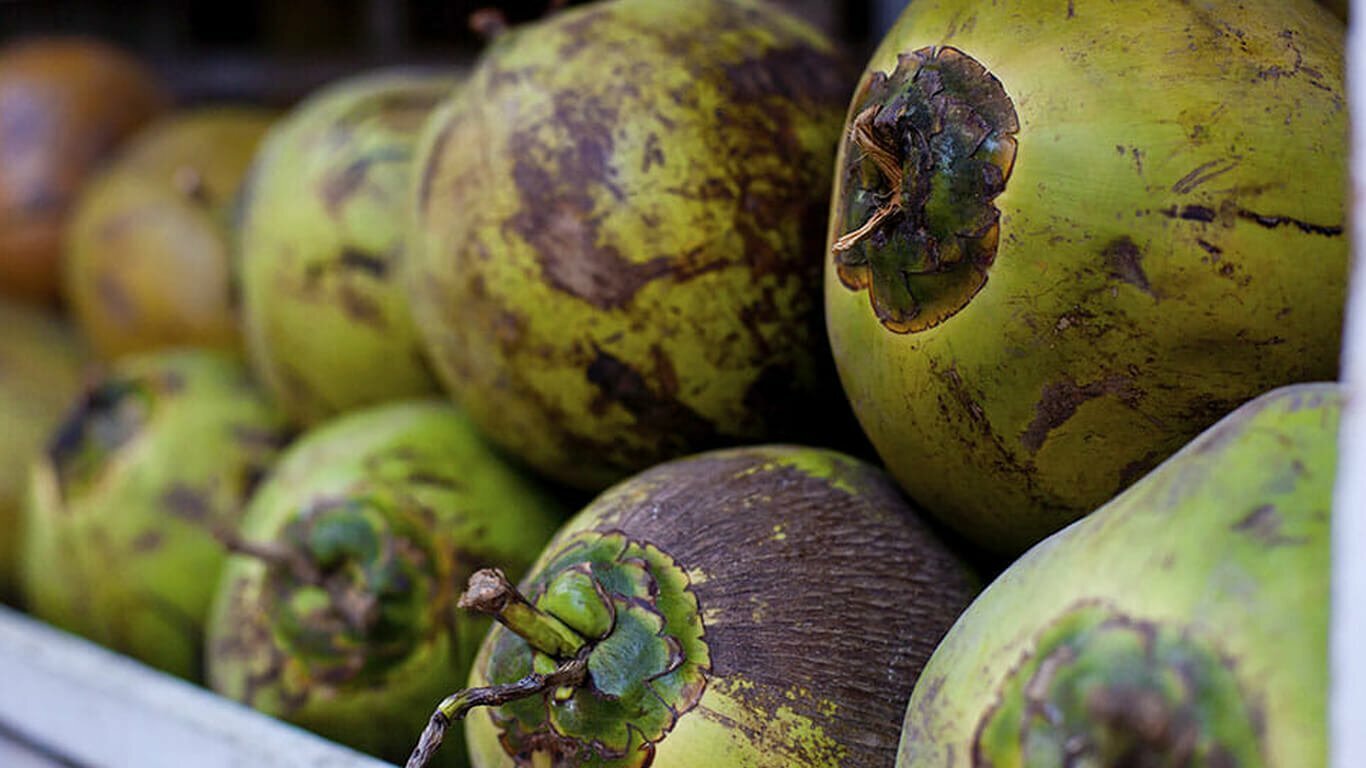 How is coco compost made? Coco & Coir