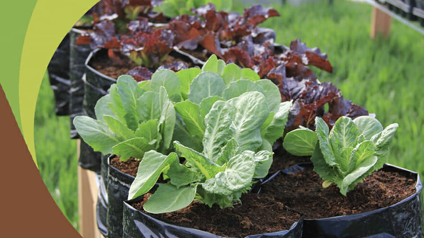 Using coco peat to grow plants in pots