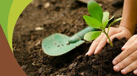 Using coco peat to grow plants in pots