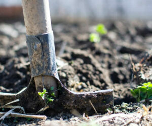 Switching to Coir Coco Peat: Ecological and Practical Reasons