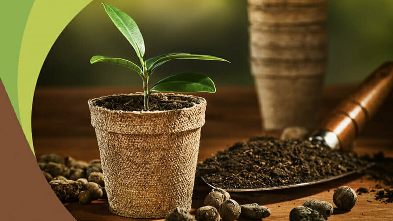 Using coco peat to grow plants in pots