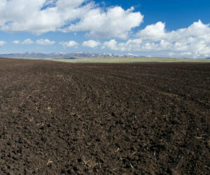 What to Look Out For When Buying Coco Coir