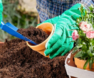 Where to buy Coco Coir, and how to judge the quality