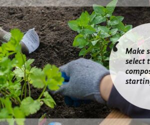 What is the best compost for starting seeds?