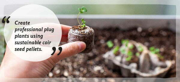 create plug plants from seed