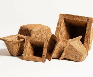 Plants for pots in winter