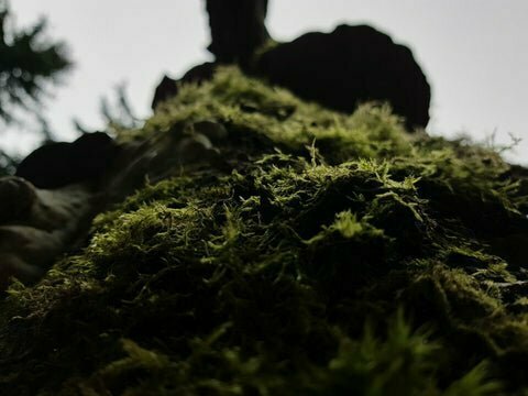 Alternatives To Peat Moss – Growing Medium Peat Moss Substitutes