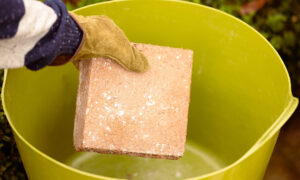 Expanding Coir Compost Place in Container