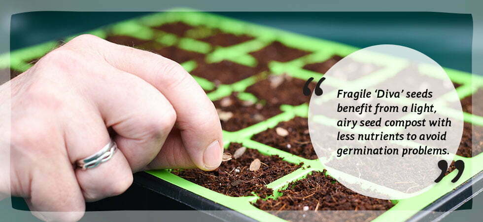 diva fragile seeds germinate much better with seeding compost