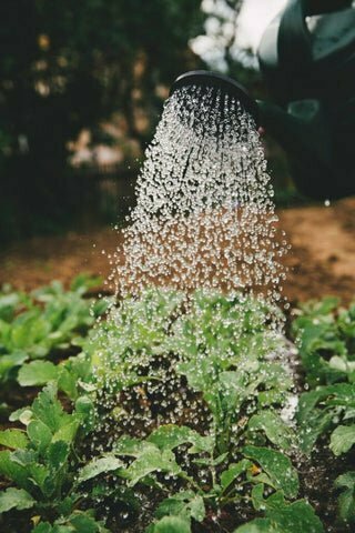 How often should you feed and water coco coir in your garden