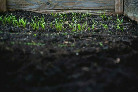 The Role of Peat Moss in Aeration and Drainage