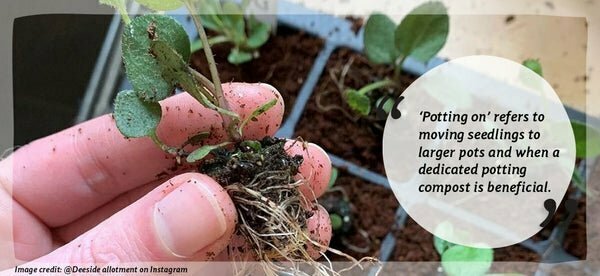 Potting compost for further root growth