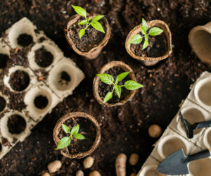 What is potting compost and do you need it?