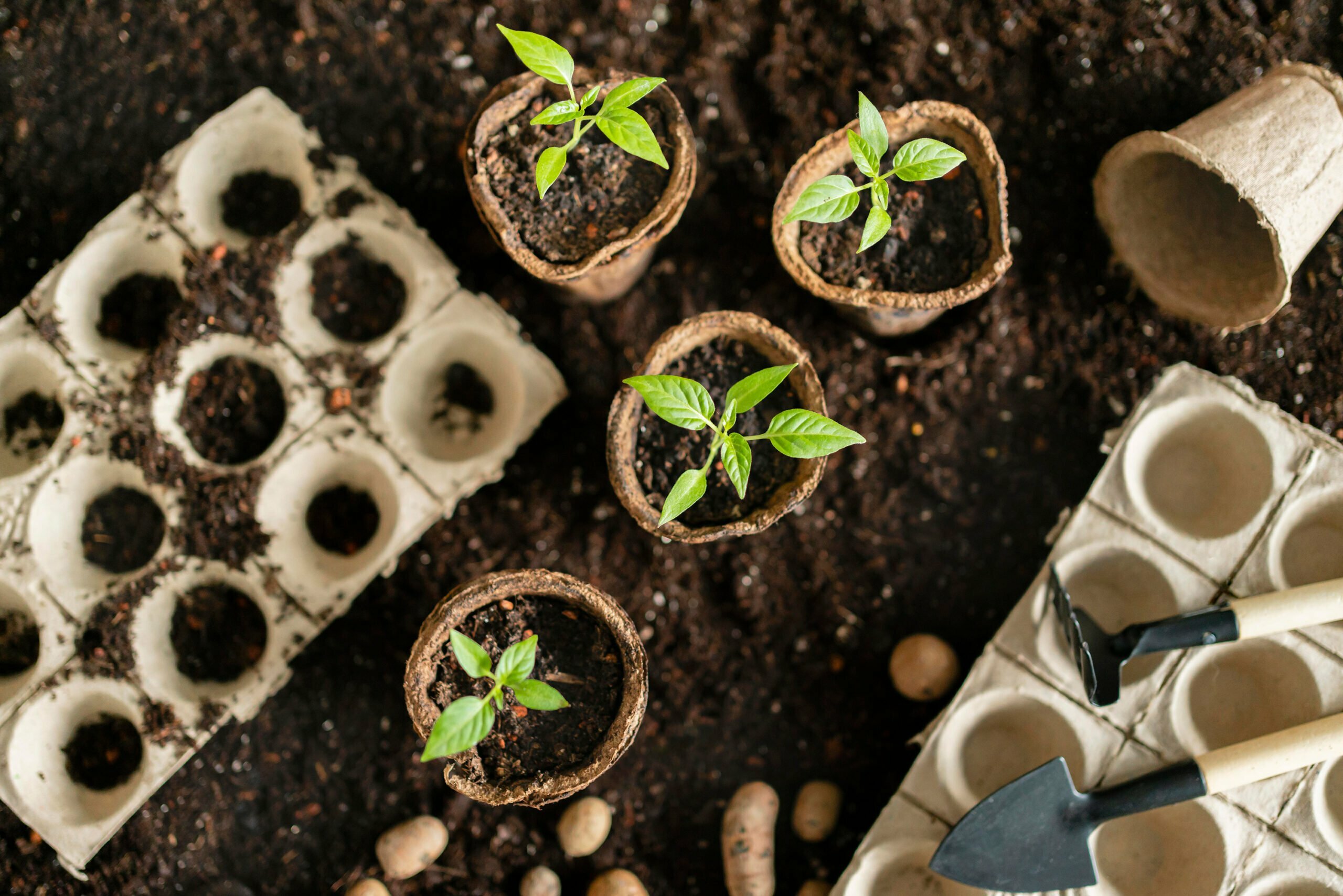 What is potting compost and do you need it?