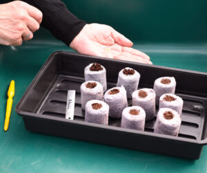 Why you need seed compost