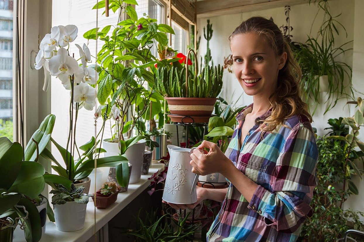How to care for houseplants this winter
