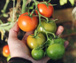 Growing Vegetables In Pots