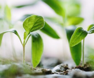 The Guide To Vegan Compost