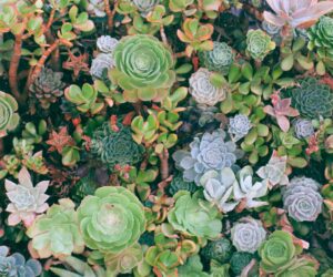 The Differences Between Perlite and Vermiculite