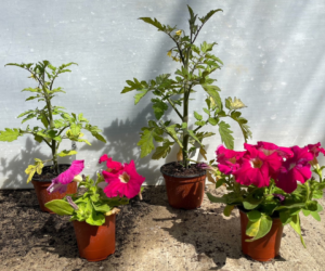 Coco & Coir Outperforms The Competition – And Here’s How!