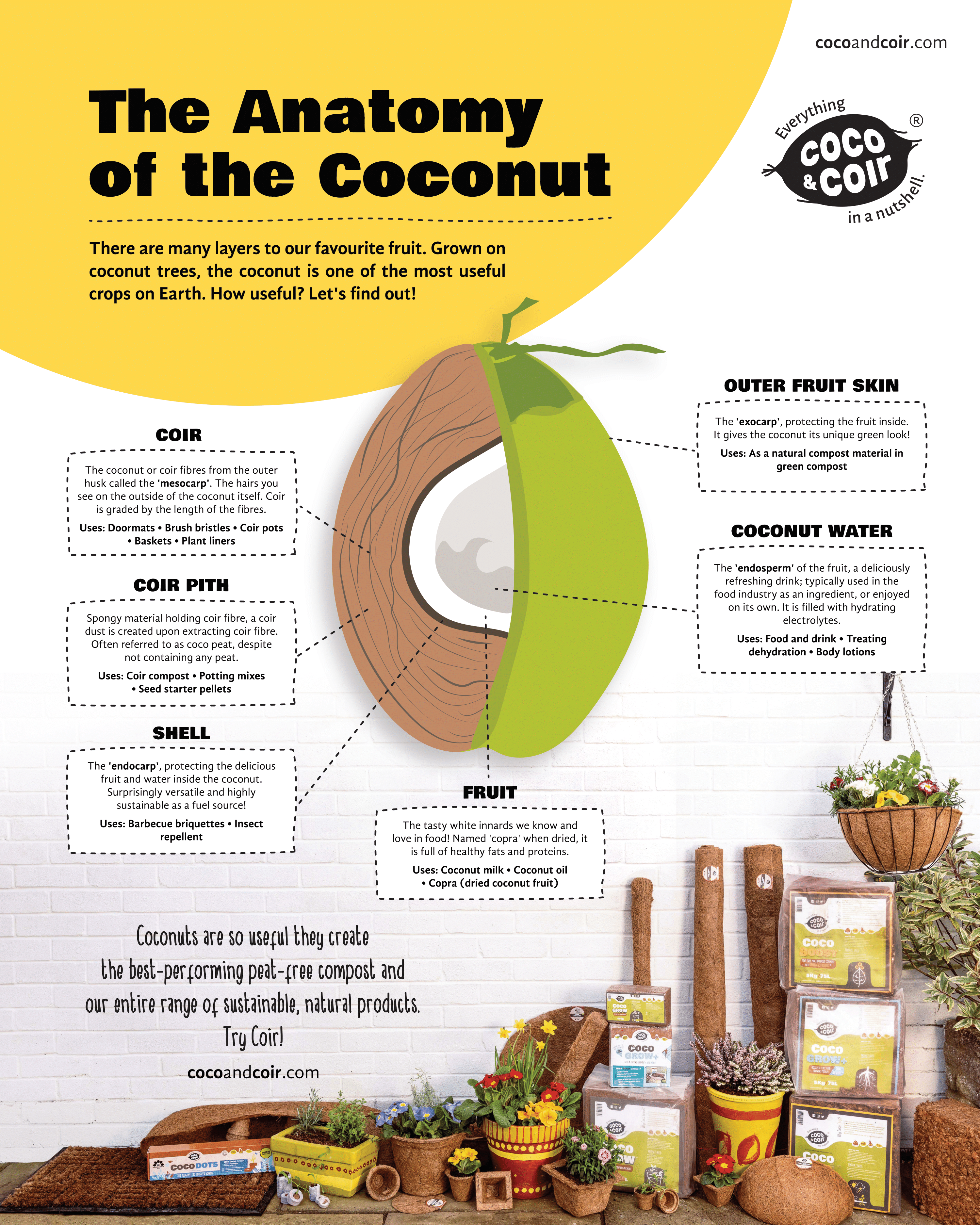Infographic sharing the anatomy of the coconut in detail.