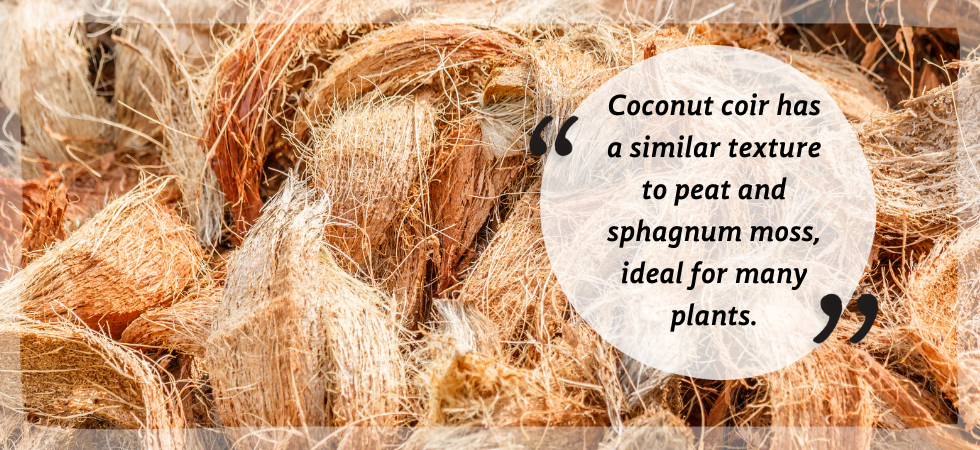 The Anatomy of a Coconut | Coco & Coir