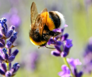 Rewilding Your Garden Made Easy